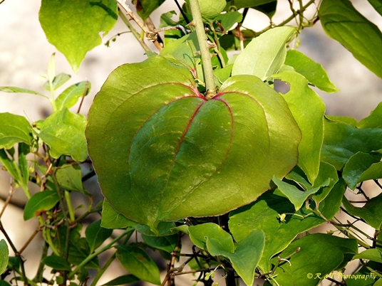 {Smilax rotundifolia}